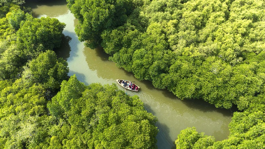 Pichavaram Mangrove