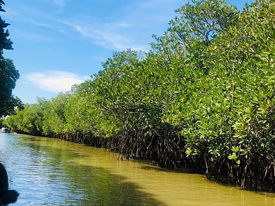 Killai Backwaters